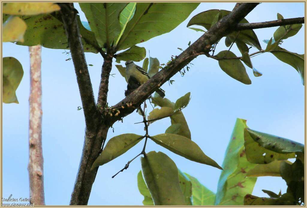 Tyranneau roiteletadulte, habitat, pigmentation