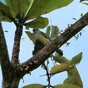 Yellow-crowned Tyrannulet