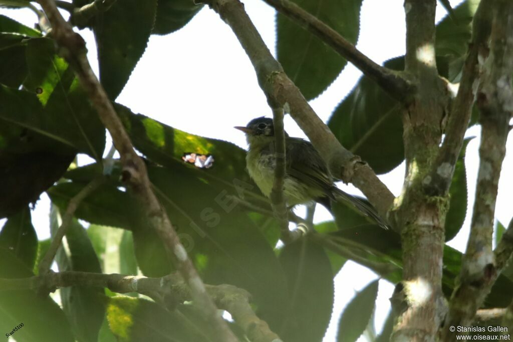 Variegated Bristle Tyrantadult, identification