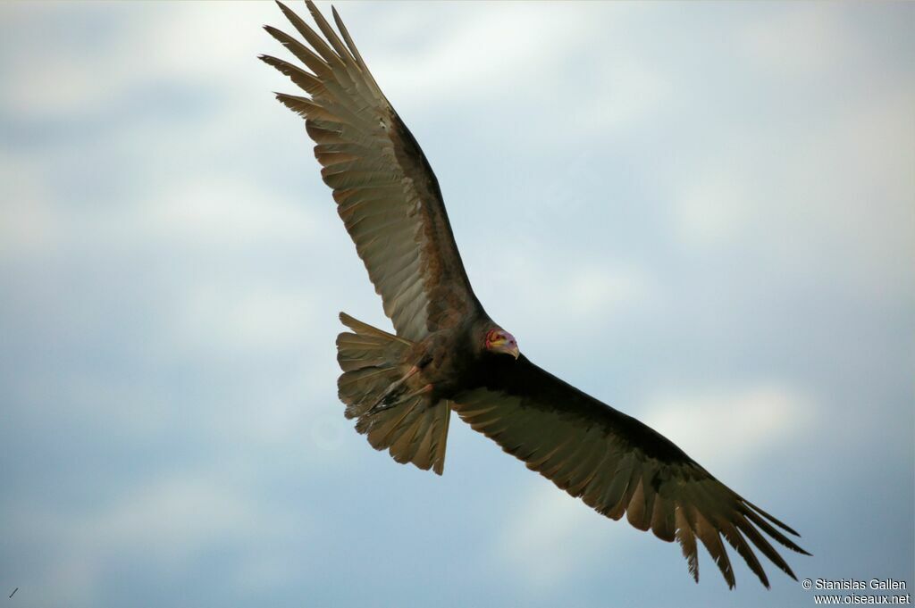 Lesser Yellow-headed Vulture