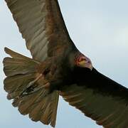 Lesser Yellow-headed Vulture