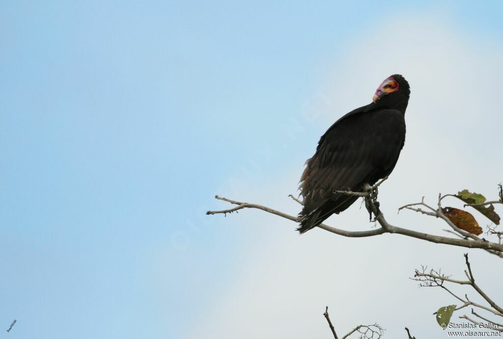 Lesser Yellow-headed Vulture