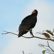 Lesser Yellow-headed Vulture
