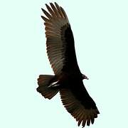 Turkey Vulture