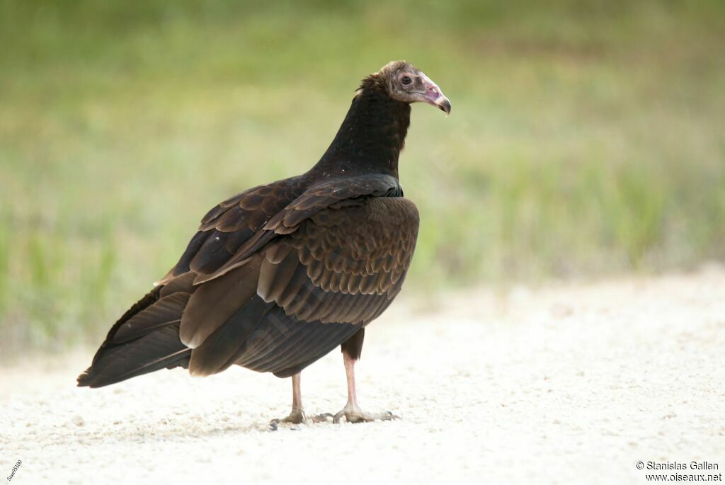 Turkey Vulture