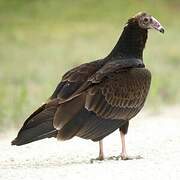 Turkey Vulture