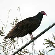 Turkey Vulture