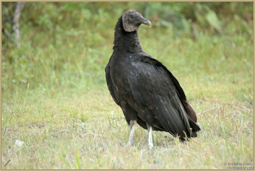 Black Vultureadult, walking