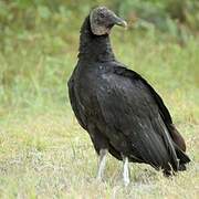 Black Vulture