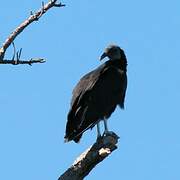 Black Vulture