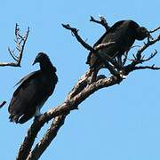 Black Vulture