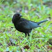 Bronzed Cowbird