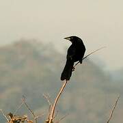 Giant Cowbird