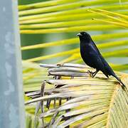 Shiny Cowbird