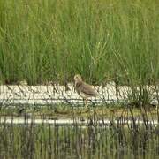 White-tailed Lapwing