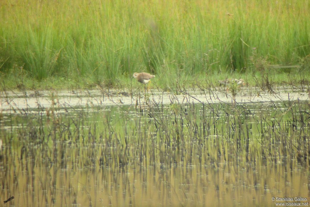 White-tailed Lapwingadult transition