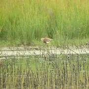 White-tailed Lapwing