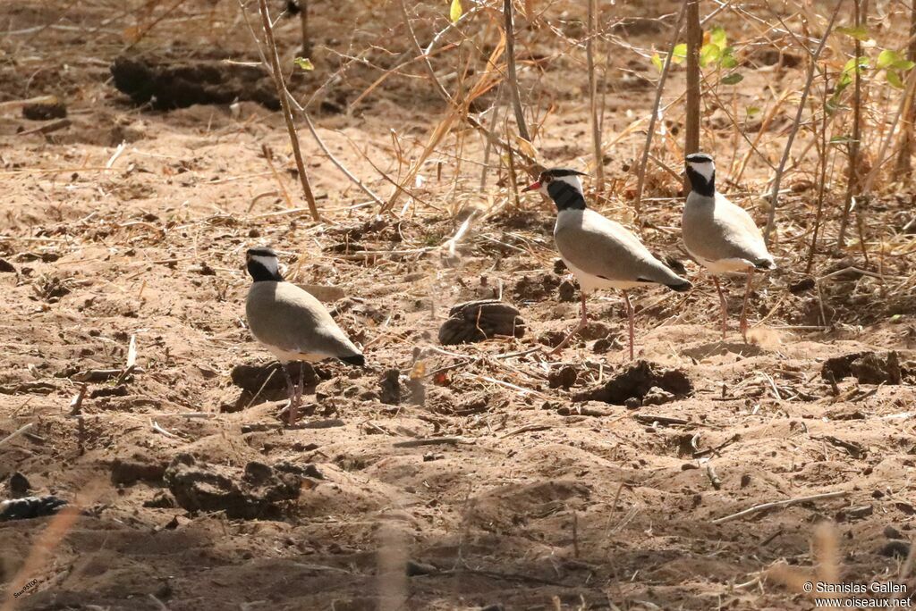 Black-headed Lapwingadult, walking