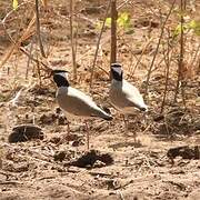 Black-headed Lapwing