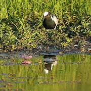 Blacksmith Lapwing