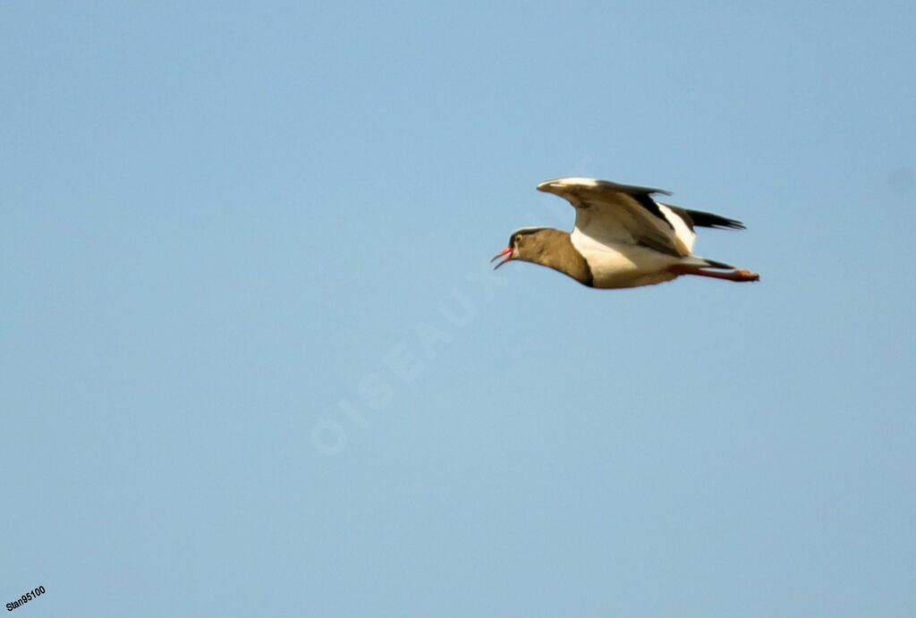 Crowned Lapwingadult breeding, Flight