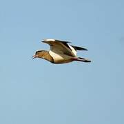 Crowned Lapwing