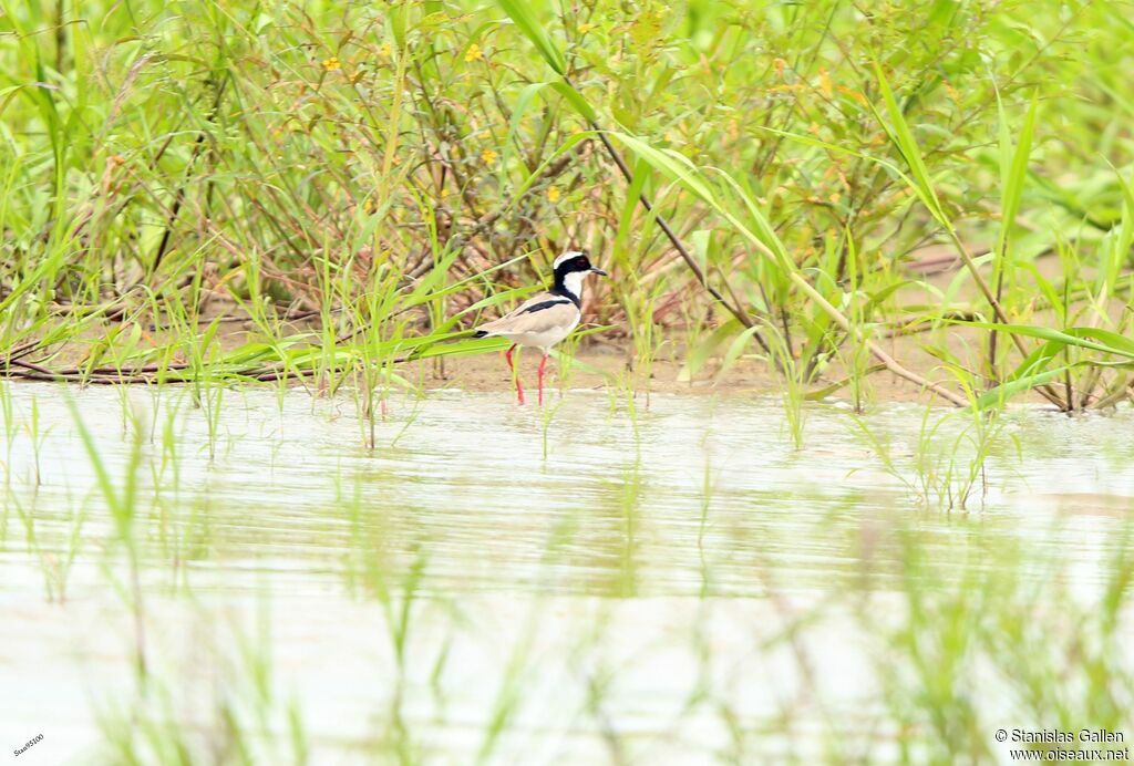 Pied Ploveradult, walking