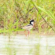 Pied Plover