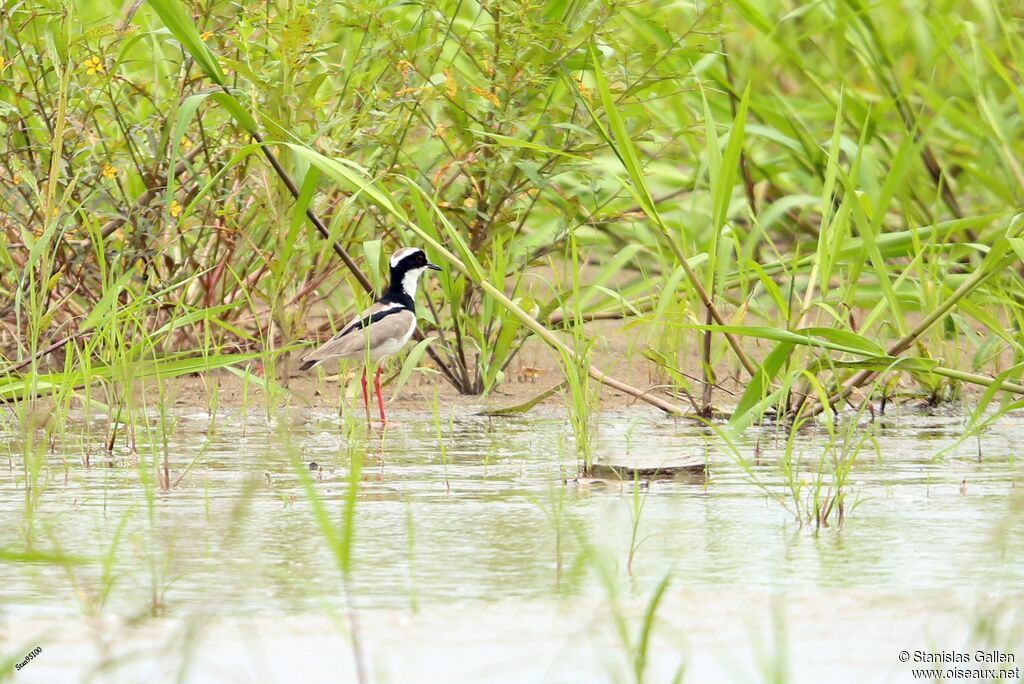 Pied Ploveradult