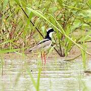 Pied Plover