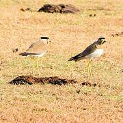 Yellow-wattled Lapwing