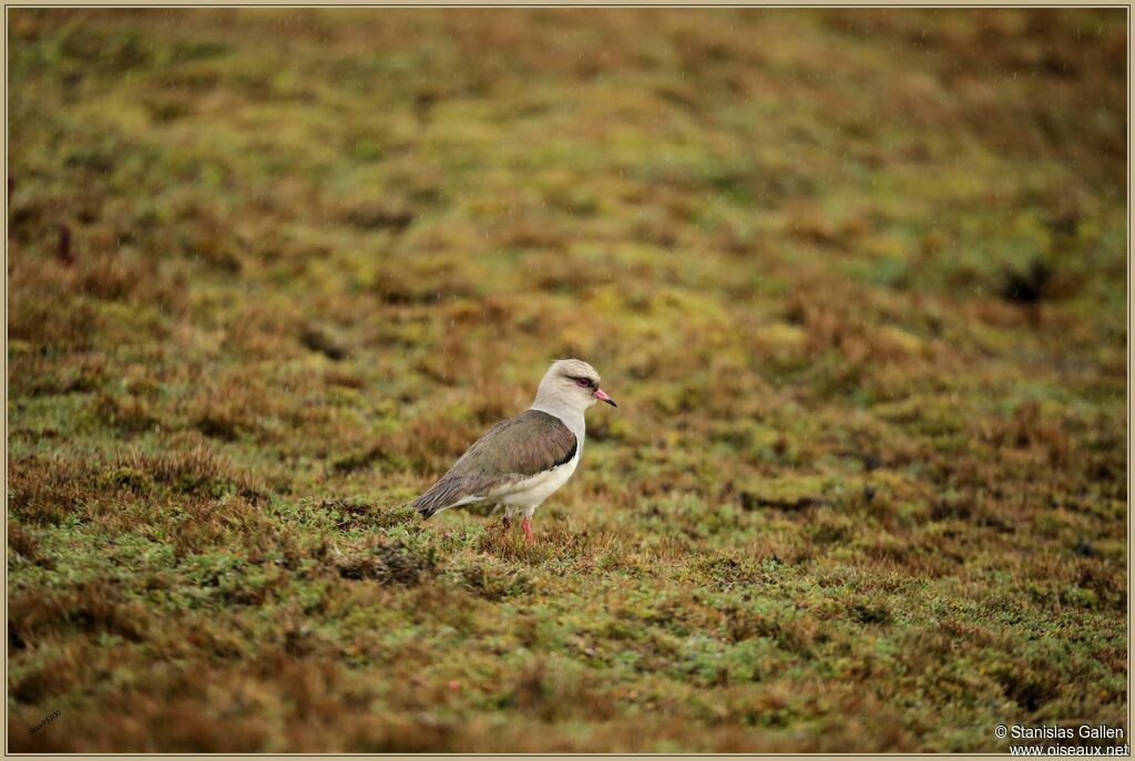 Andean Lapwingadult breeding