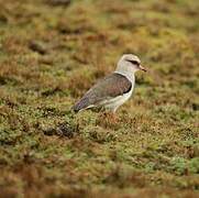 Andean Lapwing