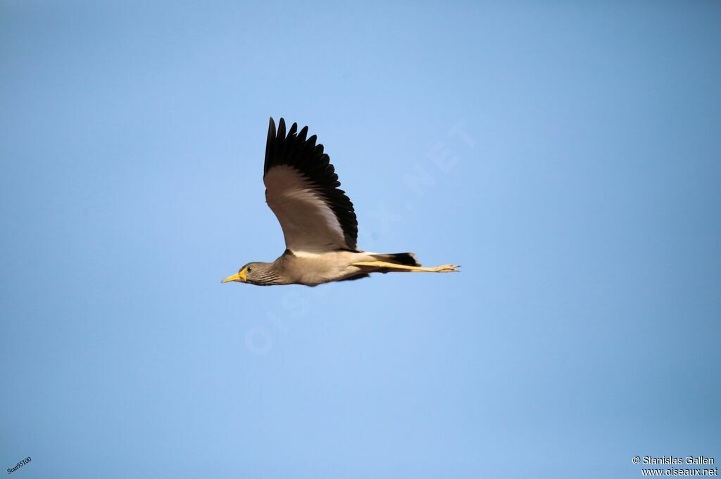 African Wattled Lapwingadult, Flight