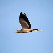 African Wattled Lapwing