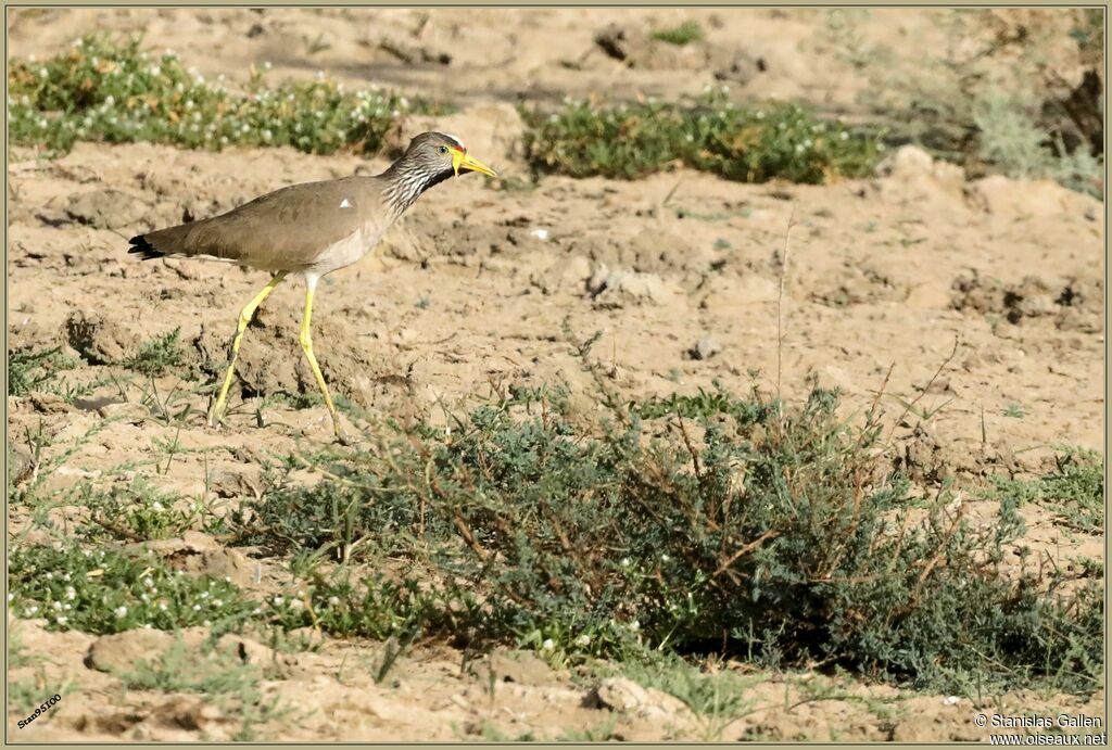 African Wattled Lapwingadult, walking