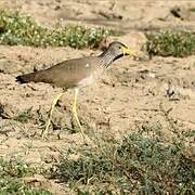 African Wattled Lapwing