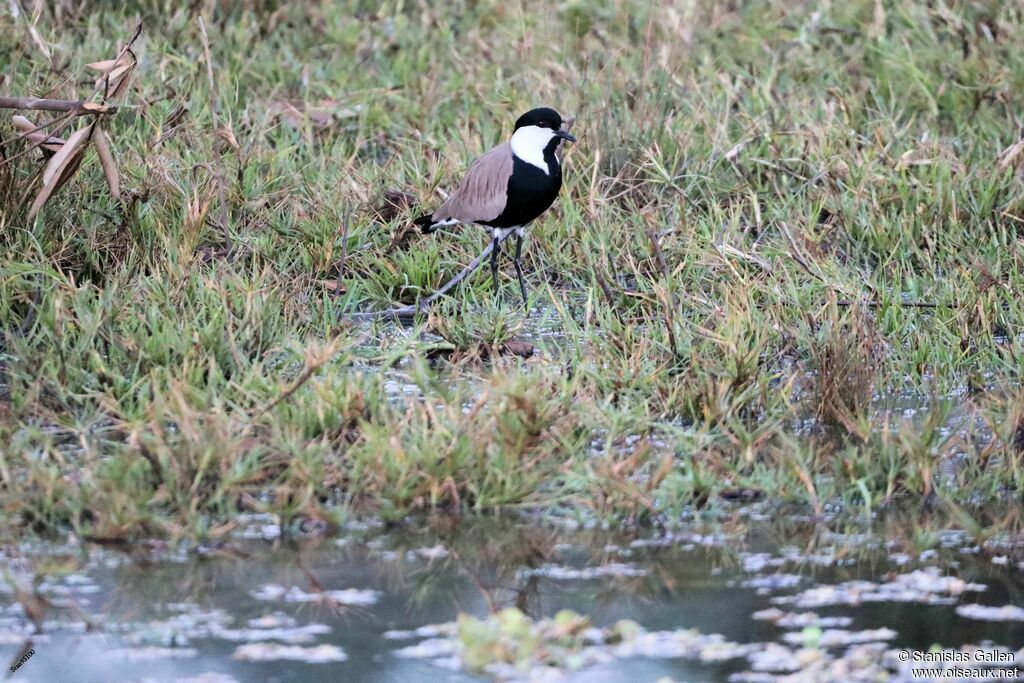 Spur-winged Lapwingadult