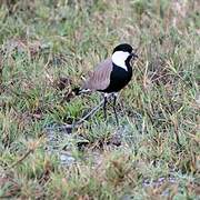 Spur-winged Lapwing