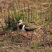 Northern Lapwing