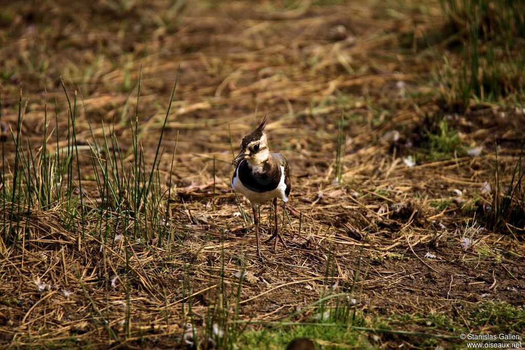 Northern Lapwingadult transition, walking