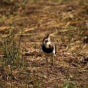 Northern Lapwing