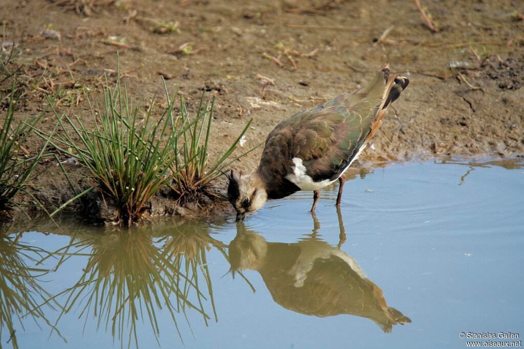 Northern Lapwingadult transition, drinks