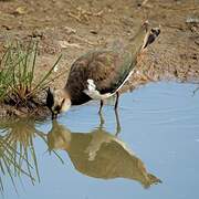 Northern Lapwing