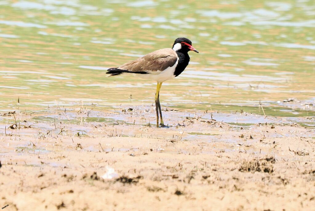 Red-wattled Lapwingadult, walking