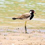 Red-wattled Lapwing