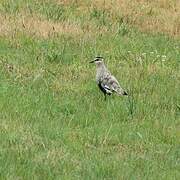 Sociable Lapwing