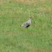 Sociable Lapwing