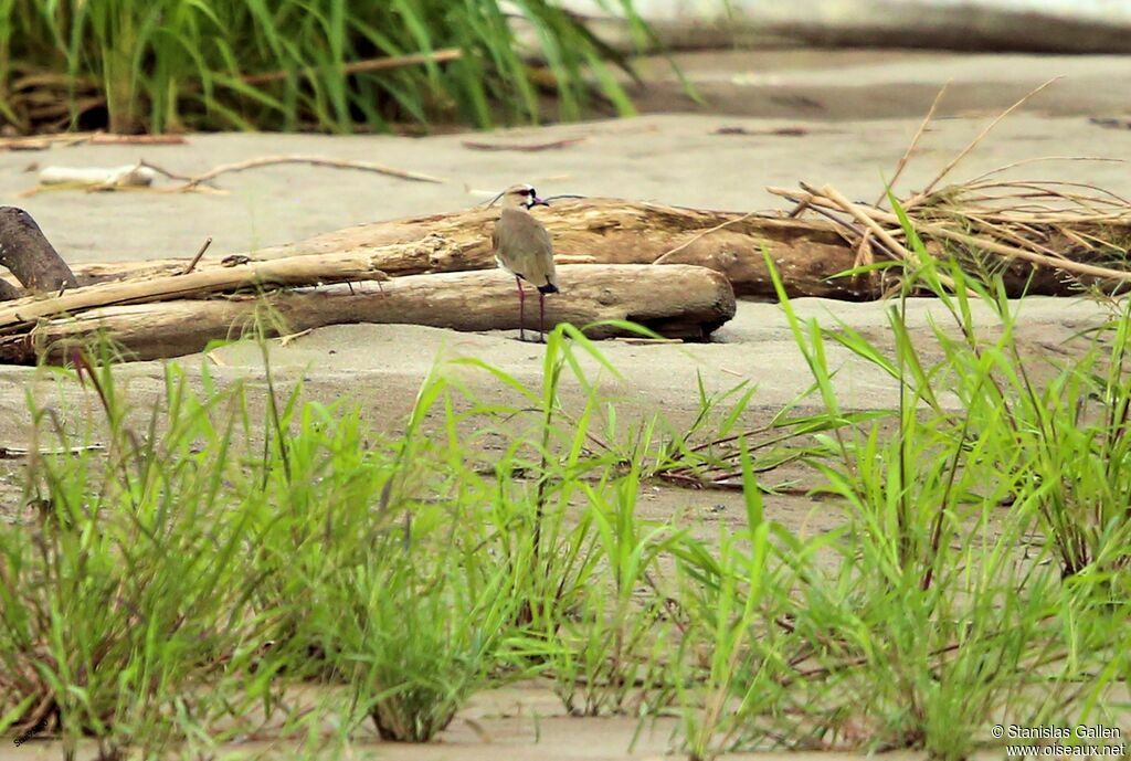 Southern Lapwingadult breeding, walking