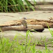 Southern Lapwing